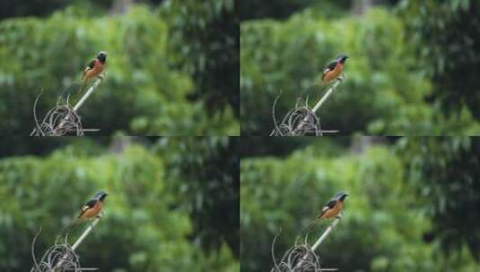 4k鸟儿枝头上的鸟飞翔鸟群自然生态环境鸟高清在线视频素材下载