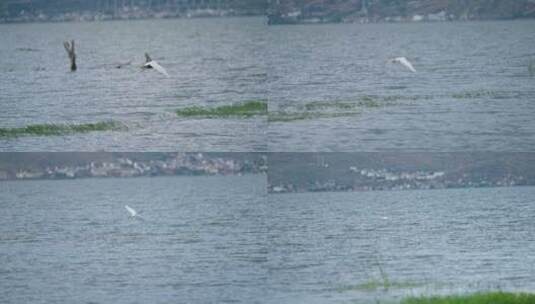 一只白鹭飞过湖面高清在线视频素材下载