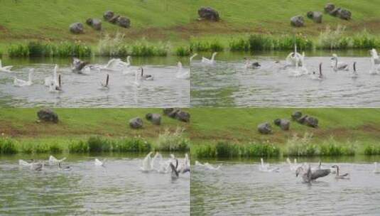 湖里追逐打闹的大鹅高清在线视频素材下载