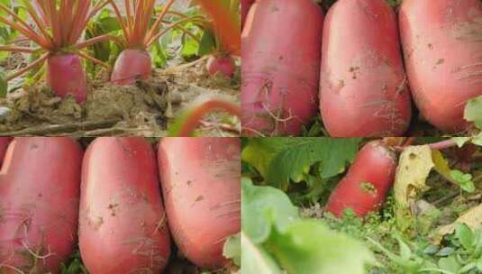 红皮萝卜高清在线视频素材下载
