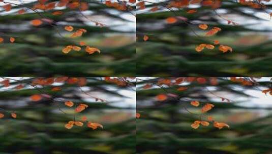 4K竖屏秋冬叶子素材高清在线视频素材下载