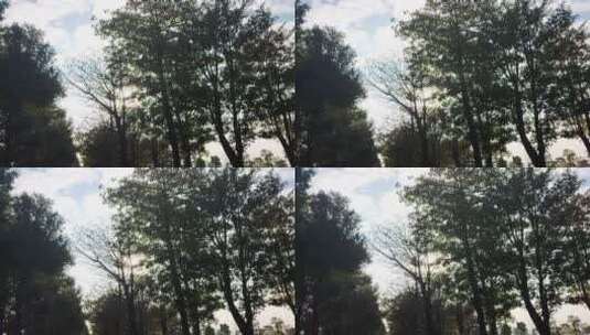 阳光 夕阳 树木高清在线视频素材下载