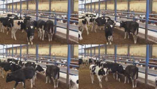 农场里的奶牛养殖畜牧业喂食投喂牛肉饲养喂高清在线视频素材下载
