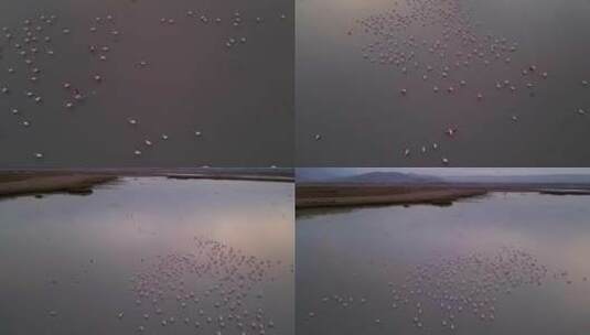 粉色火烈鸟在水面上高清在线视频素材下载