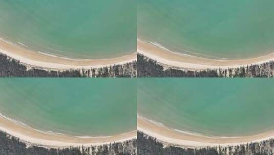 海边树林航拍海岸线森林大海松树沙滩植被高清在线视频素材下载