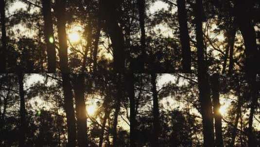 松树林树林逆光剪影树木夕阳森林夜幕降临高清在线视频素材下载