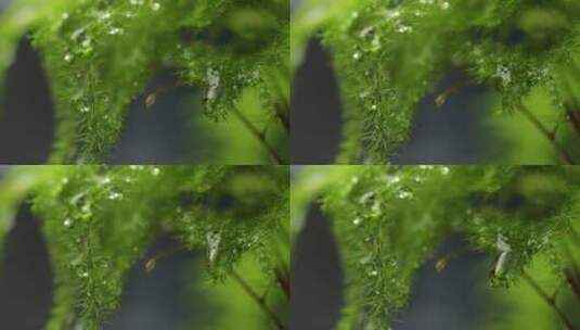 春雨植物特写高清在线视频素材下载