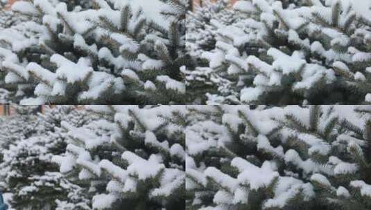 松树飘雪雪景高清在线视频素材下载