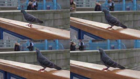 伦敦塔桥上的鸽子高清在线视频素材下载