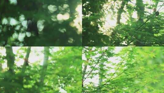 清晨阳光穿过鸡爪槭 丁达尔效应 绿叶枫树高清在线视频素材下载