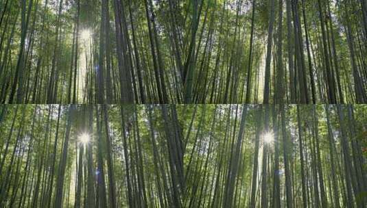 美丽的竹林高清在线视频素材下载