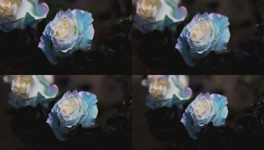 蓝色妖姬花卉特写移动镜头高清在线视频素材下载