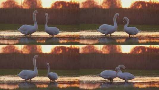 夕阳西下唯美天鹅跳舞河流唯美日落高清在线视频素材下载