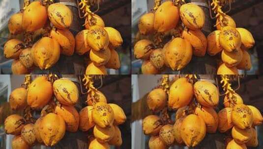 椰子树海南水果金椰高清在线视频素材下载