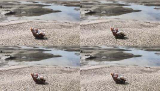 沙滩上的小寄居蟹高清在线视频素材下载
