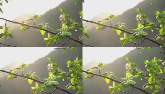 4K唯美春天逆光杏花植物空镜视频高清在线视频素材下载