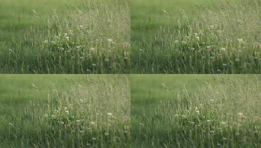 茂盛的野草高清在线视频素材下载