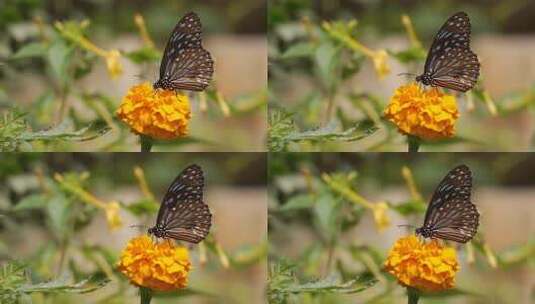 蝴蝶在花朵吸花粉高清在线视频素材下载