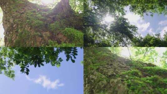 森林阳光 大树生长 阳光透过树叶照射高清在线视频素材下载
