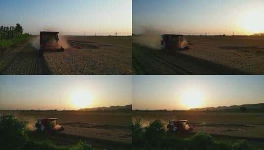 现代化机械迎着朝阳收割小麦高清在线视频素材下载