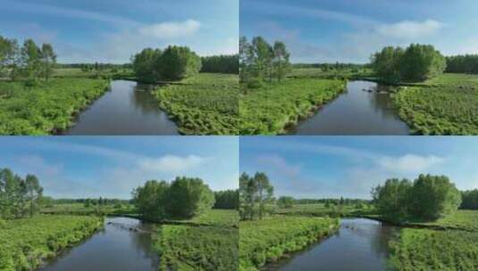 初夏湿地蓝天白云河流青草地老牛过河高清在线视频素材下载