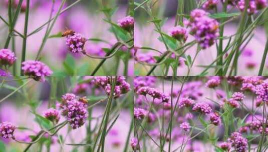 微距实拍两只小蜜蜂飞在花丛中采花蜜4k高清高清在线视频素材下载