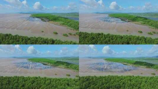 4k广东江门滨海新区银湖湾湿地红树林航拍高清在线视频素材下载