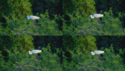 野生鸟类一只白鹭站在树枝上高清在线视频素材下载