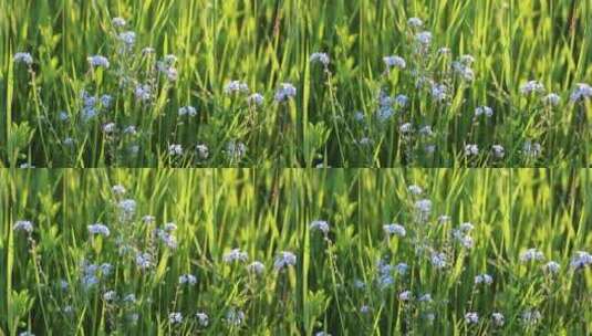 野生药用植物勿忘我高清在线视频素材下载