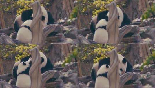 大熊猫晒太阳高清在线视频素材下载