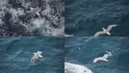 海鸥在蓝色的海面上飞翔高清在线视频素材下载