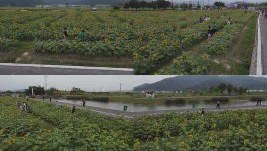 浙江瑞安曹村镇风光高清在线视频素材下载