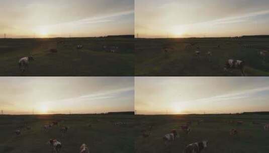 航拍夕阳下草原牧场牛群高清在线视频素材下载