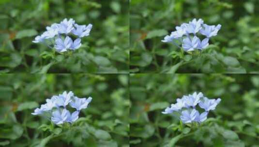 一朵蓝色的小花高清在线视频素材下载