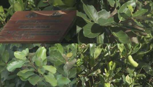 广东珠海淇澳红树林湿地生态园木榄实拍高清在线视频素材下载
