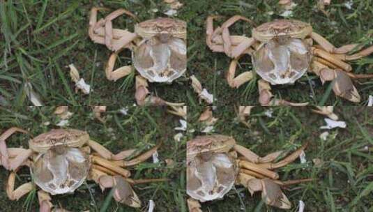 螃蟹残骸高清在线视频素材下载