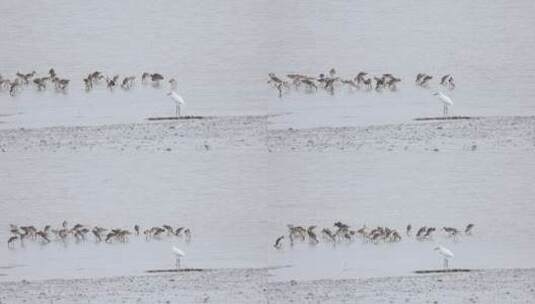 深圳湾飞行觅食的黑尾塍鹬群、鹬鸻群、鸟群高清在线视频素材下载