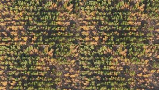 大兴安岭秋天风景人工林更新造林高清在线视频素材下载