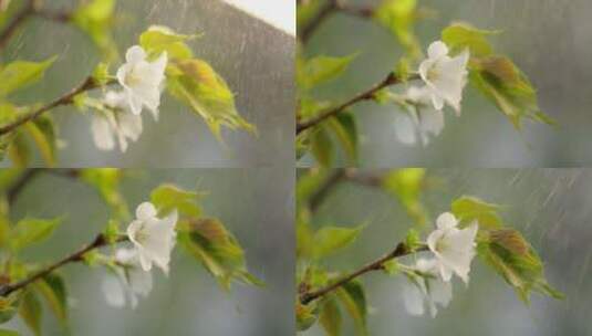 海棠 绿叶 细雨 4高清在线视频素材下载