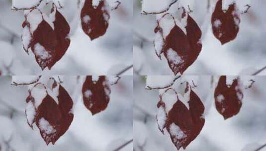 冬天下雪后粘上积雪的枯树叶 空镜高清在线视频素材下载