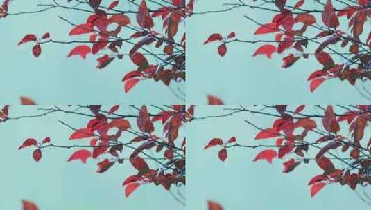秋雨红叶树木枝叶风景高清在线视频素材下载
