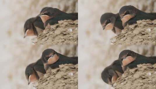 可爱小燕子家燕窝幼鸟雏鸟高清在线视频素材下载