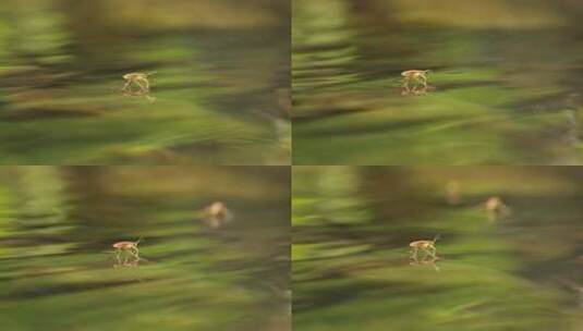 池塘水面水黾水蜘蛛昆虫水猛高清在线视频素材下载