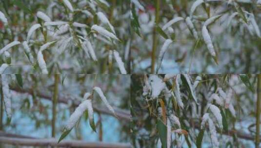 竹叶上的雪素材高清在线视频素材下载
