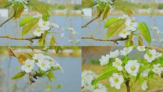 梨花李花特写高清在线视频素材下载