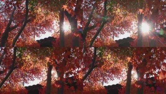 苏州重元寺古风建筑旁色彩鲜艳的唯美枫叶高清在线视频素材下载
