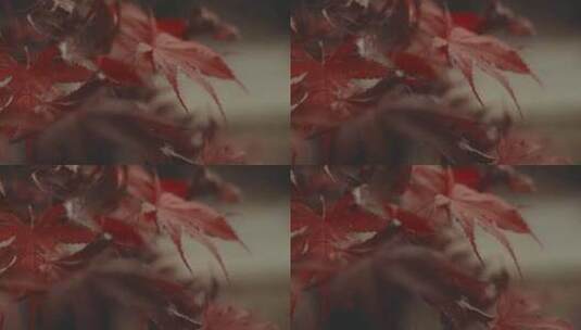 秋天红叶叶子高清在线视频素材下载