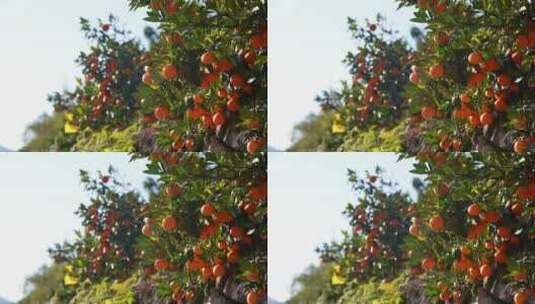 挂满橘子树的桔子高清在线视频素材下载