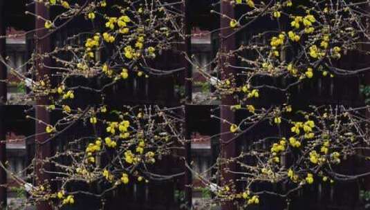 江南古典园林南京夫子庙瞻园的古风腊梅花开高清在线视频素材下载