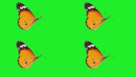 绿幕背景下的橙色蝴蝶飞舞画面高清在线视频素材下载